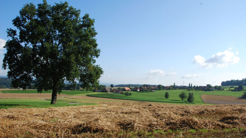 Blick über eine Feldlandschaft. Links im Bild ist ein grosser Baum zusehen.  Im Hintergrund sieht man die Weiler von Liebewil.