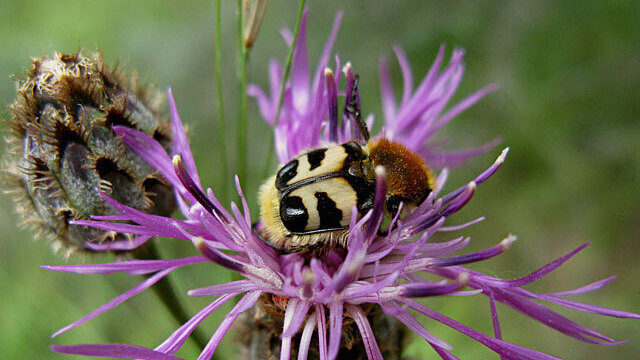 Eine Biene sitzt auf einer violetten Blume.